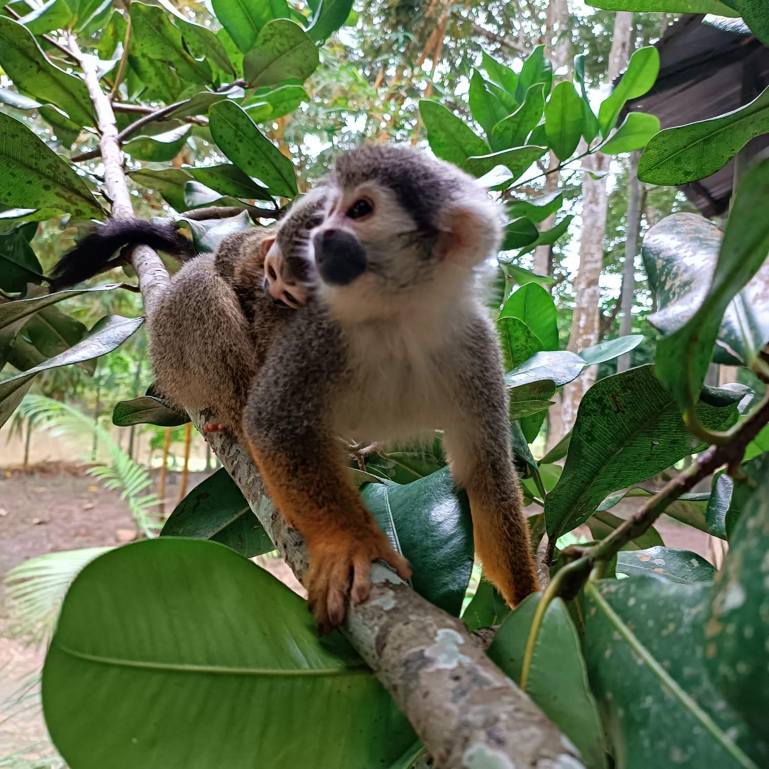 Hotel Alto Amazonas Leticia Eksteriør bilde